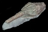 Bargain, Macrocrinus Crinoid Fossil - Crawfordsville, Indiana #68497-2
